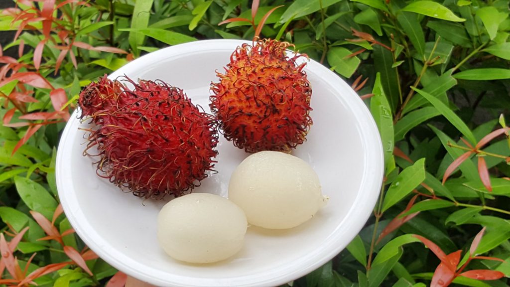 Rambutan - velice podobné ovoci liči