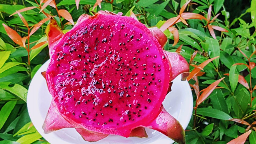 Dragon fruit - dračí ovoce s nejkrásnější fuchsiovou barvou :-)