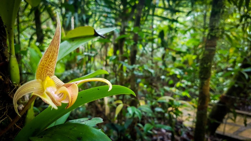 Národní park Kinabalu - botanická